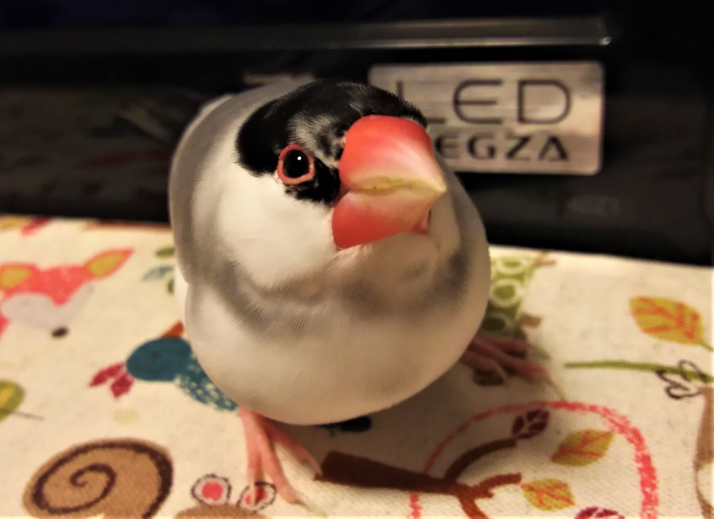 f:id:Javasparrowmamemu:20180113173546j:plain f:id:Javasparrowmamemu:20180113173546j:plain