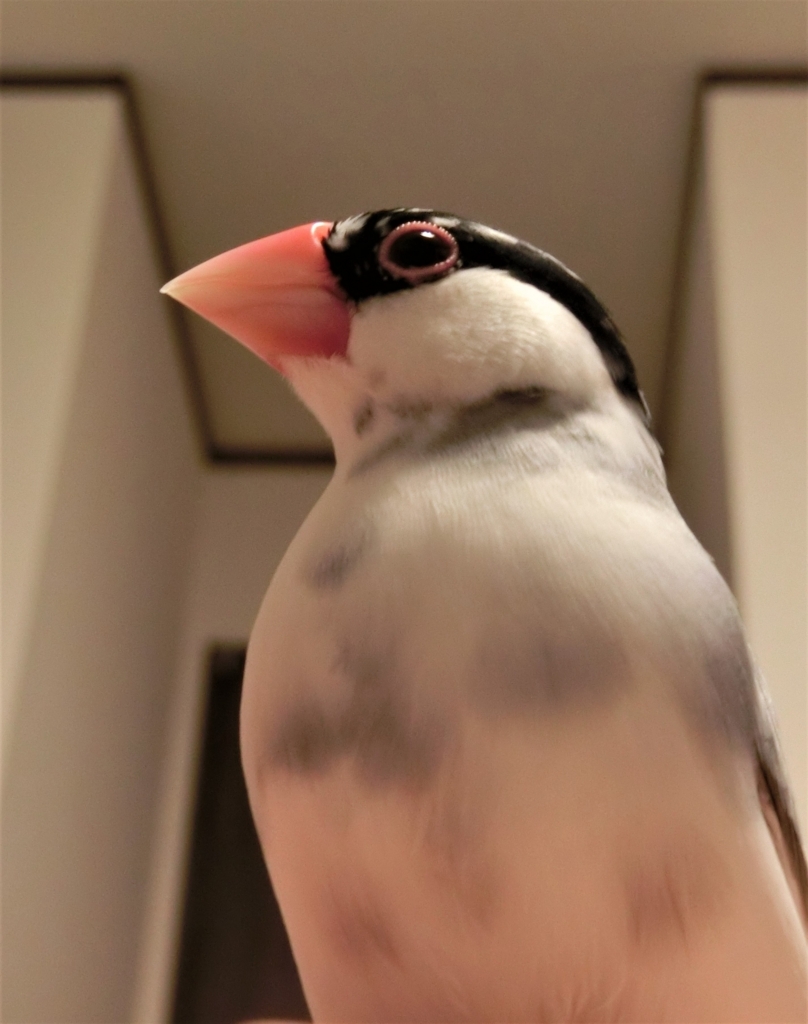 f:id:Javasparrowmamemu:20180121220606j:plain