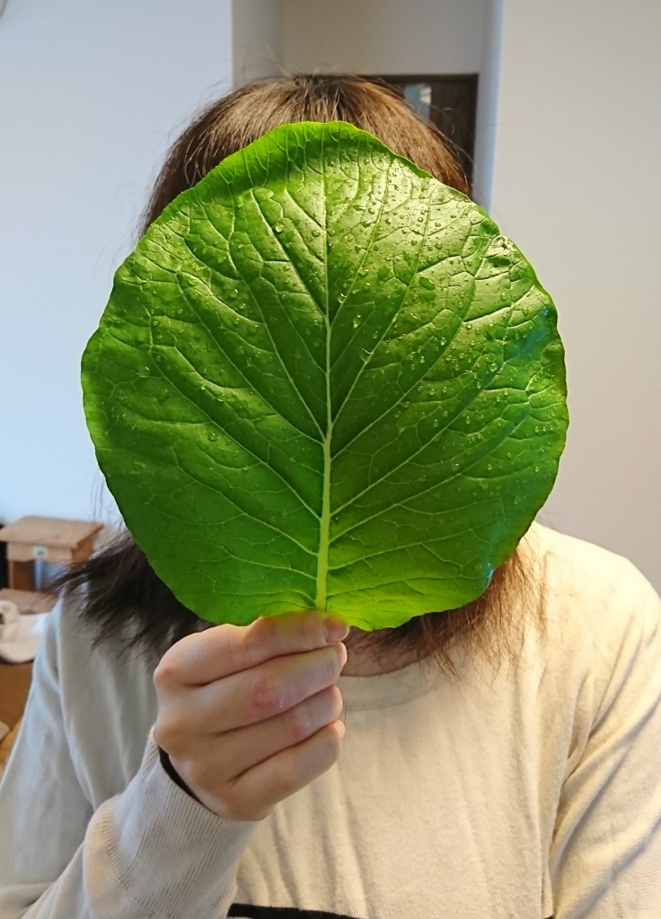 f:id:Javasparrowmamemu:20180121223958j:plain