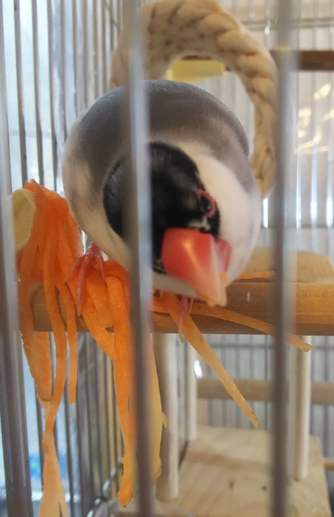 f:id:Javasparrowmamemu:20180520230423j:plain