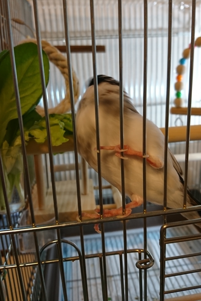 f:id:Javasparrowmamemu:20180520234149j:plain