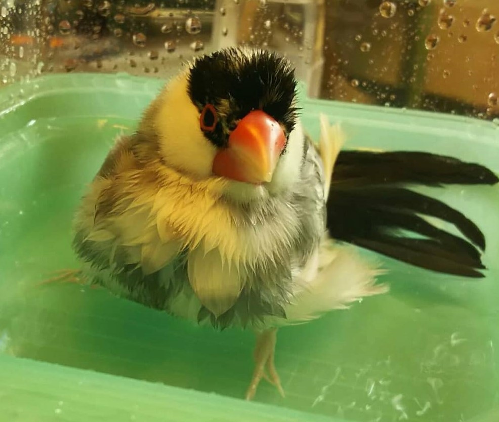 f:id:Javasparrowmamemu:20180716154609j:plain