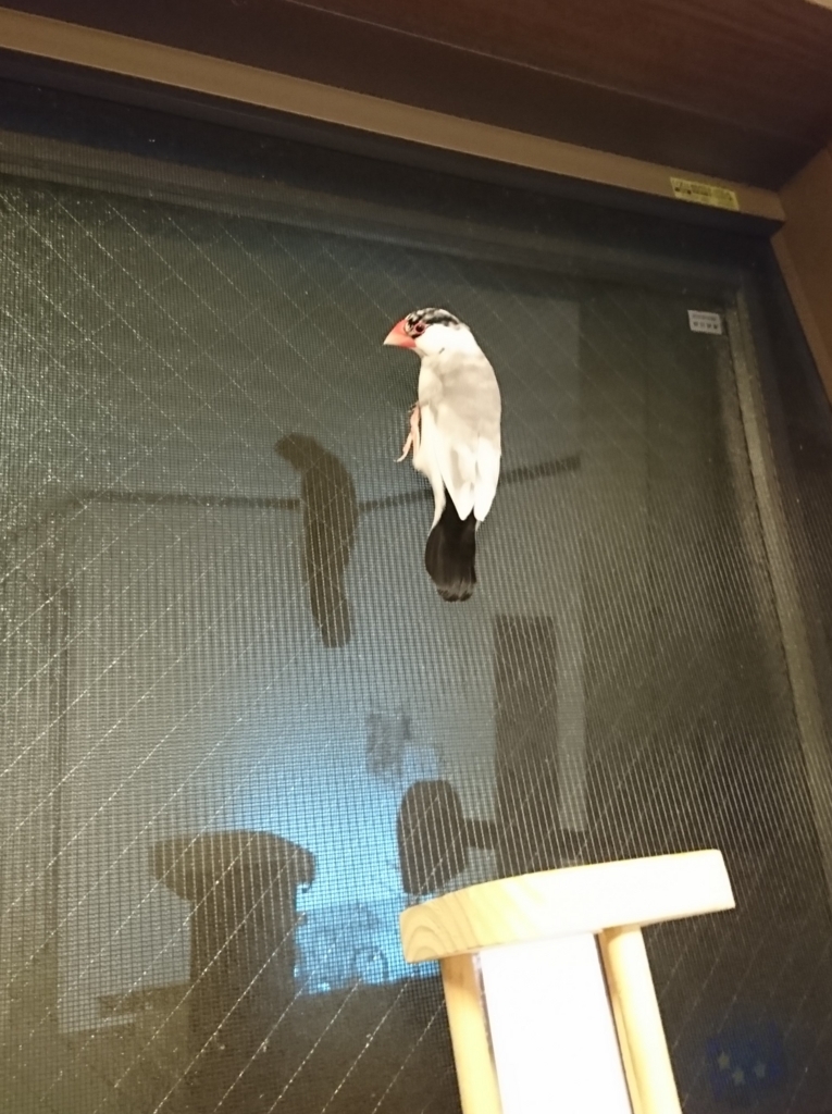 f:id:Javasparrowmamemu:20180716194232j:plain