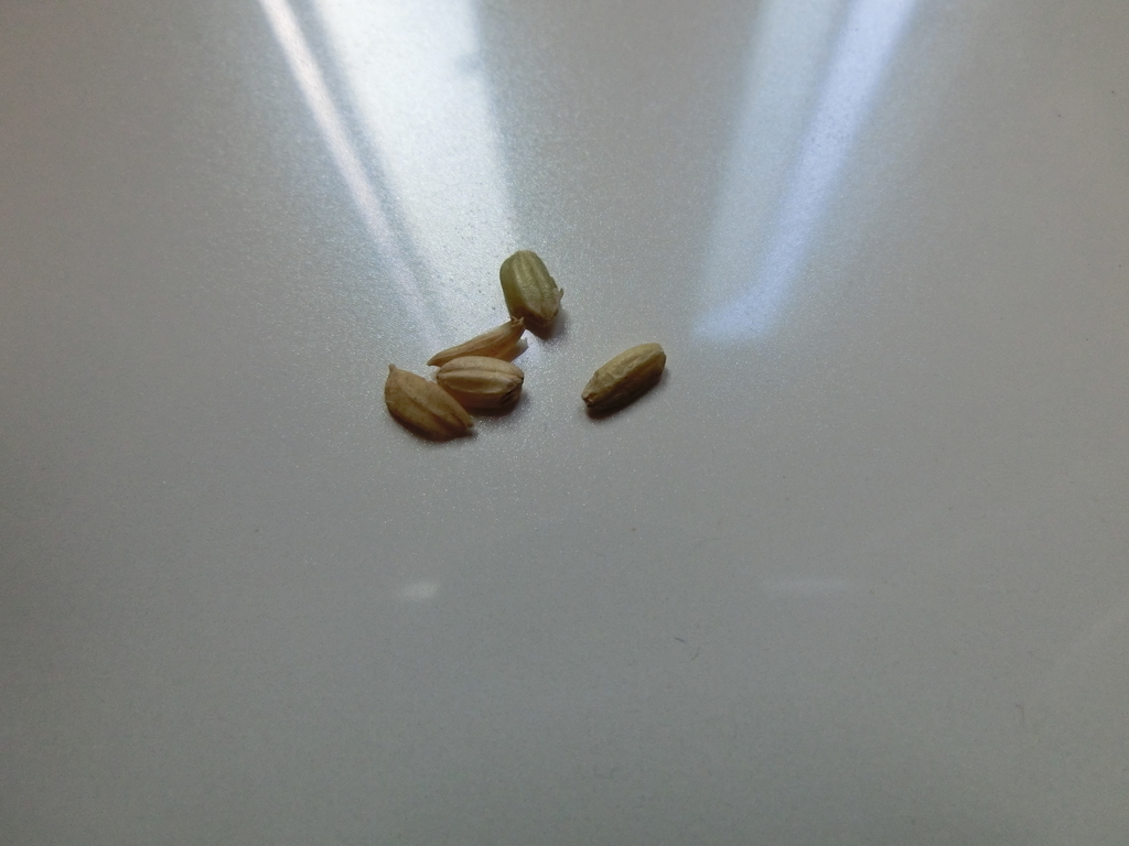 f:id:Javasparrowmamemu:20180924175736j:plain