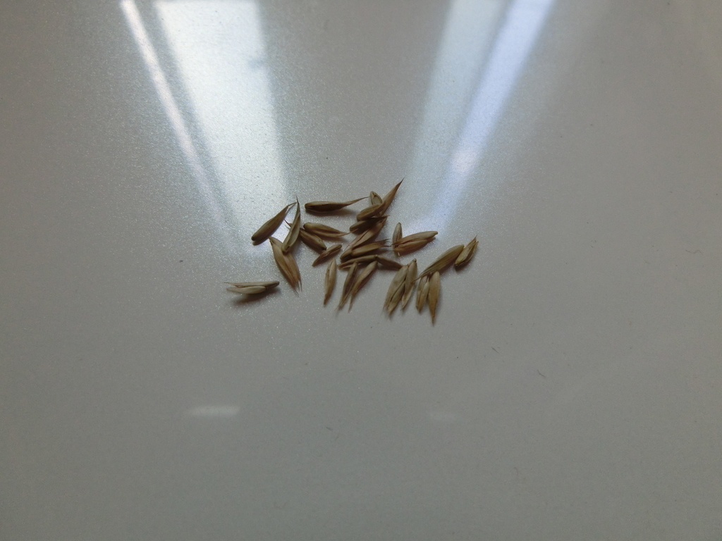 f:id:Javasparrowmamemu:20180924175805j:small