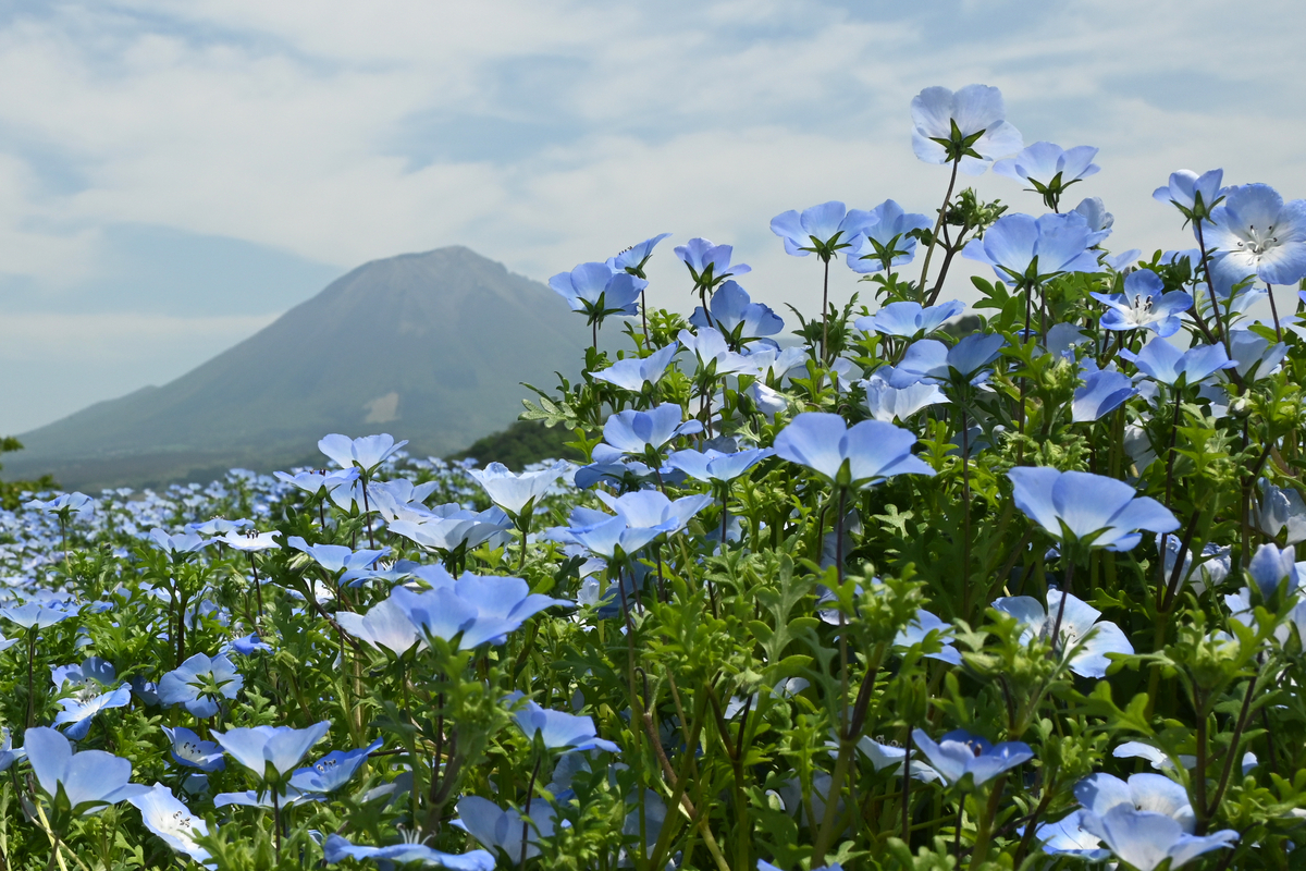 とっとり花回廊】ネモフィラが見頃。大山を望む花の楽園で過ごす、贅沢