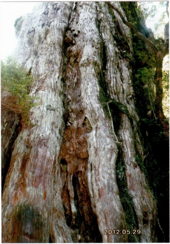 屋久杉 (2000年物)