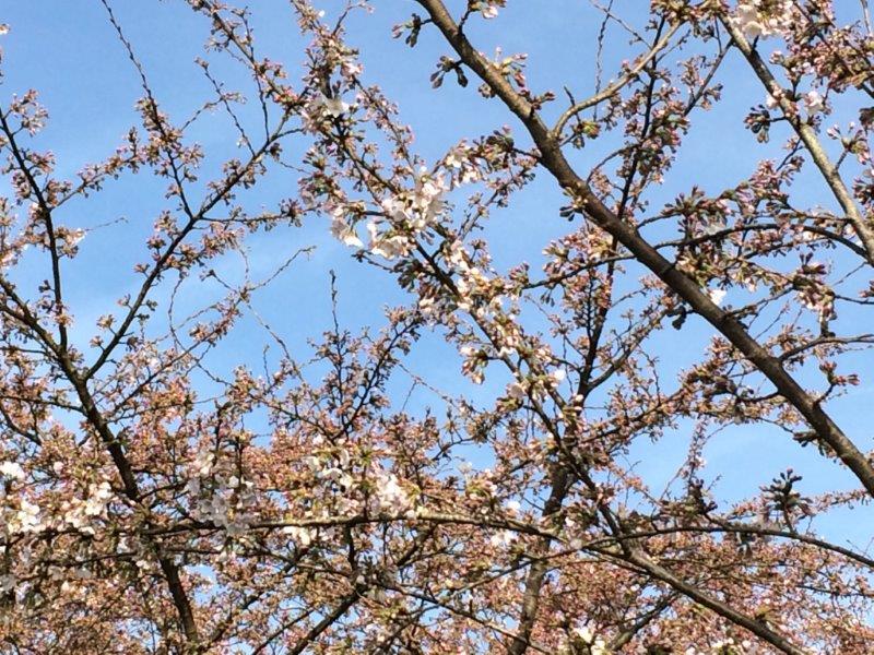 f:id:Jhelpdesk:20180409173657j:image:w360
