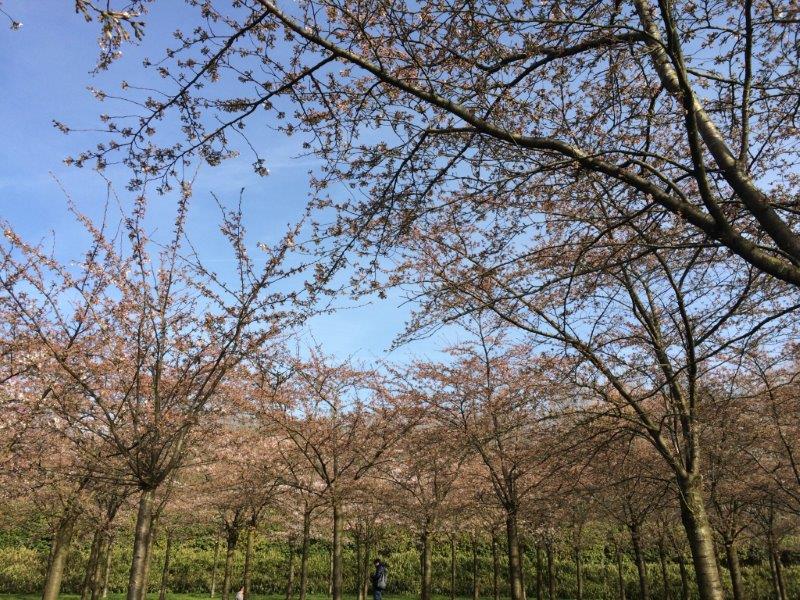 f:id:Jhelpdesk:20180409173700j:image:w360