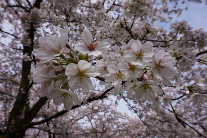 f:id:Jhelpdesk:20180412172605j:image