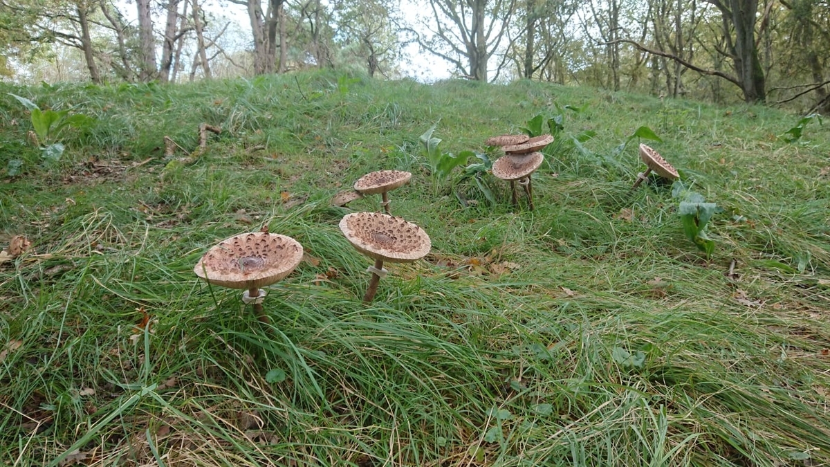 オランダの秋 在蘭邦人相談窓口のブログ