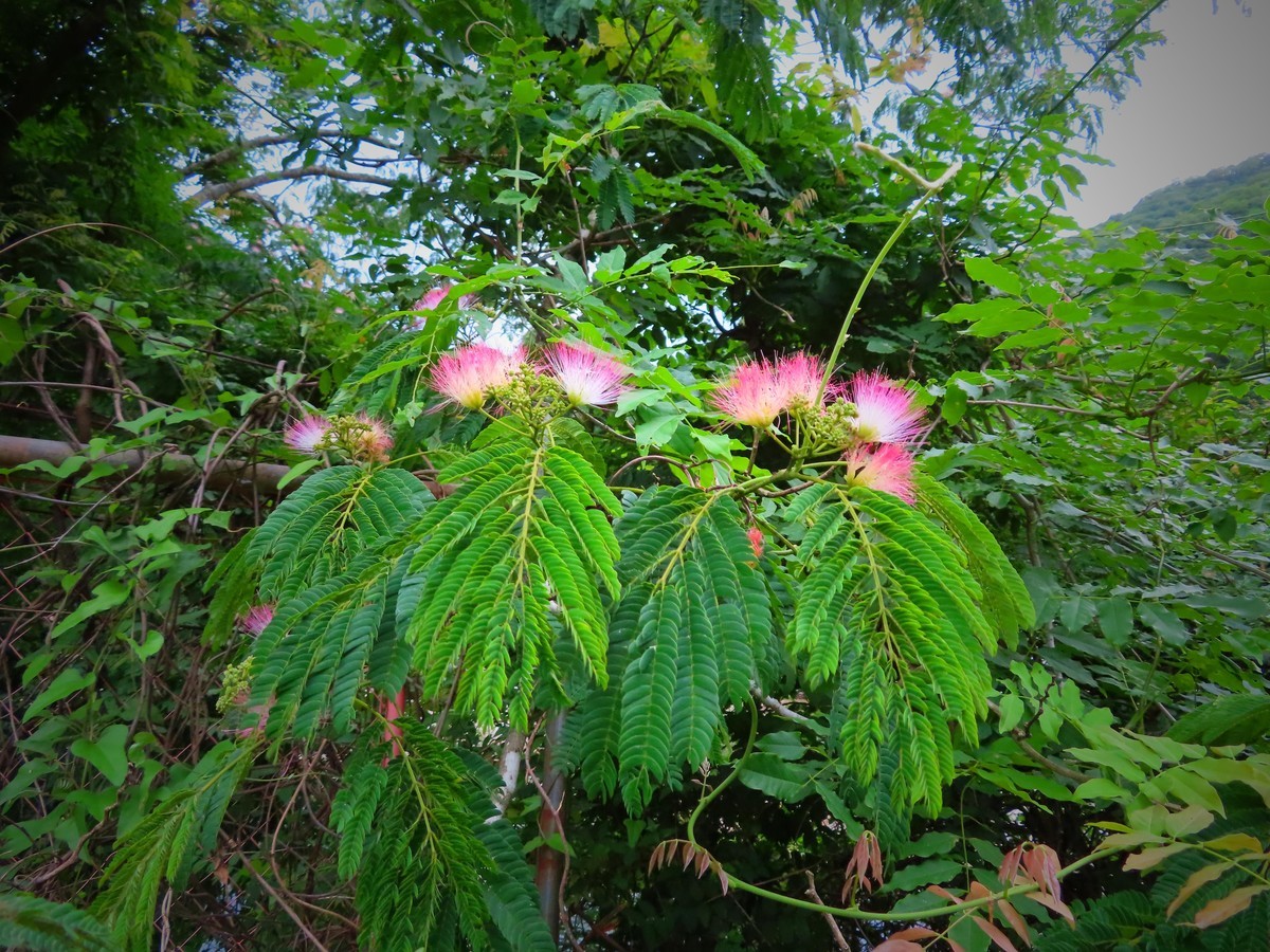 f:id:Jhon_Wells:20200702054046j:plain