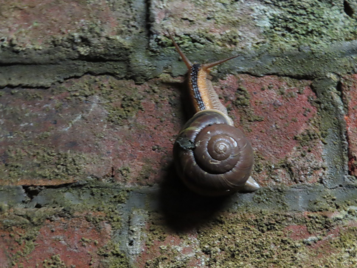 f:id:Jhon_Wells:20200703055827j:plain