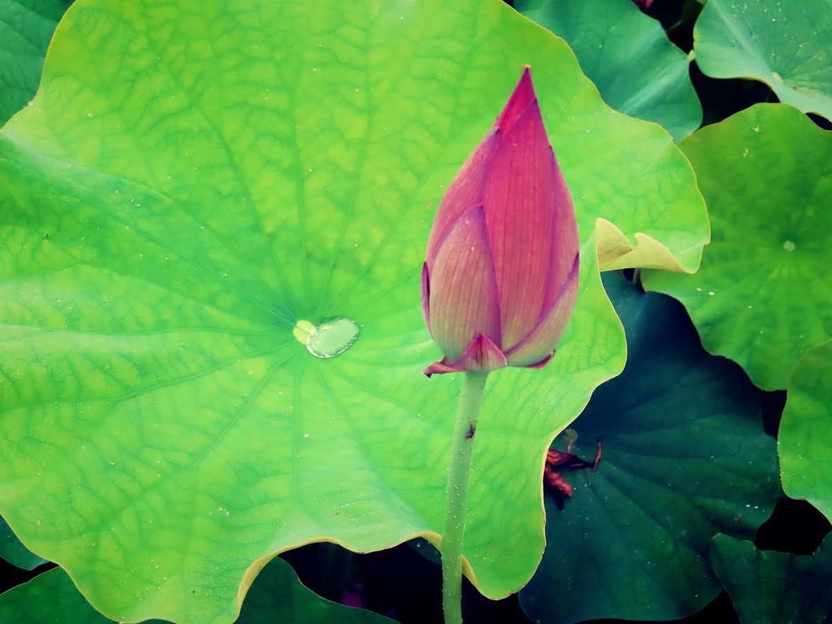 f:id:Jhon_Wells:20200703063413j:plain