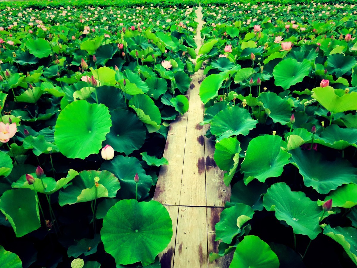 f:id:Jhon_Wells:20200703063610j:plain