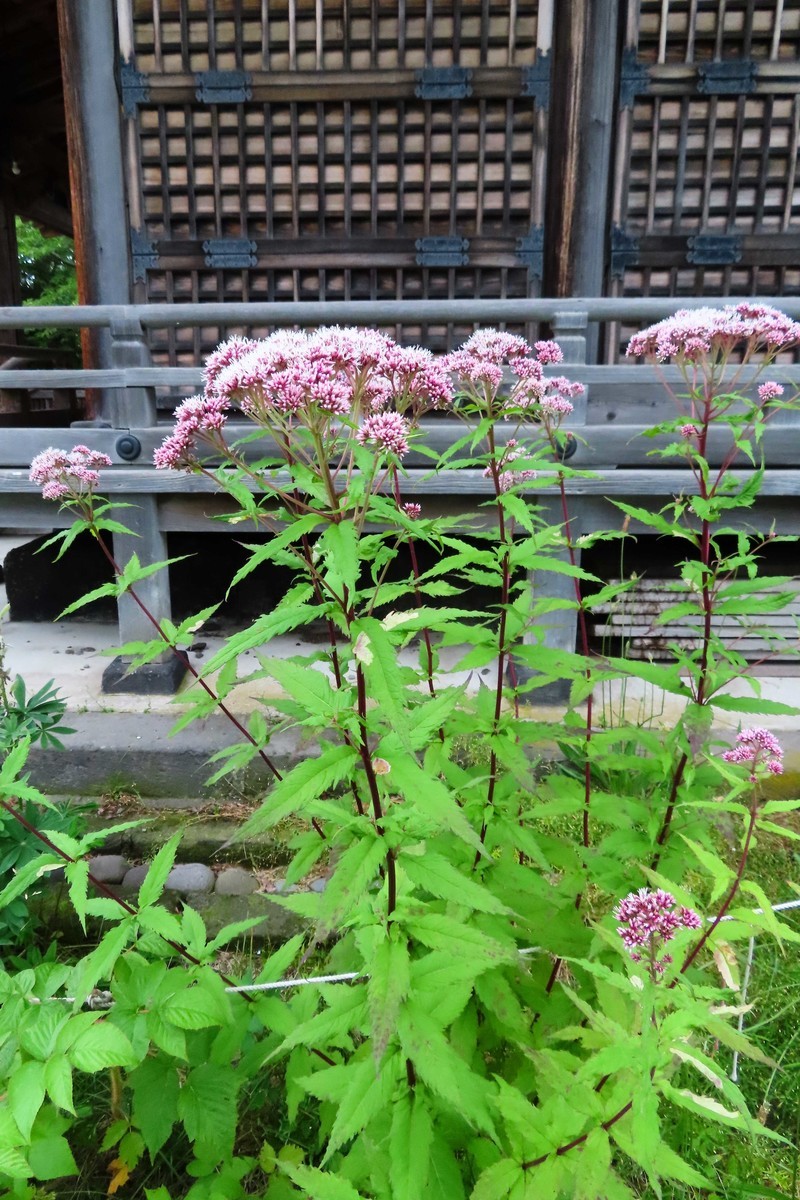 f:id:Jhon_Wells:20200712053314j:plain