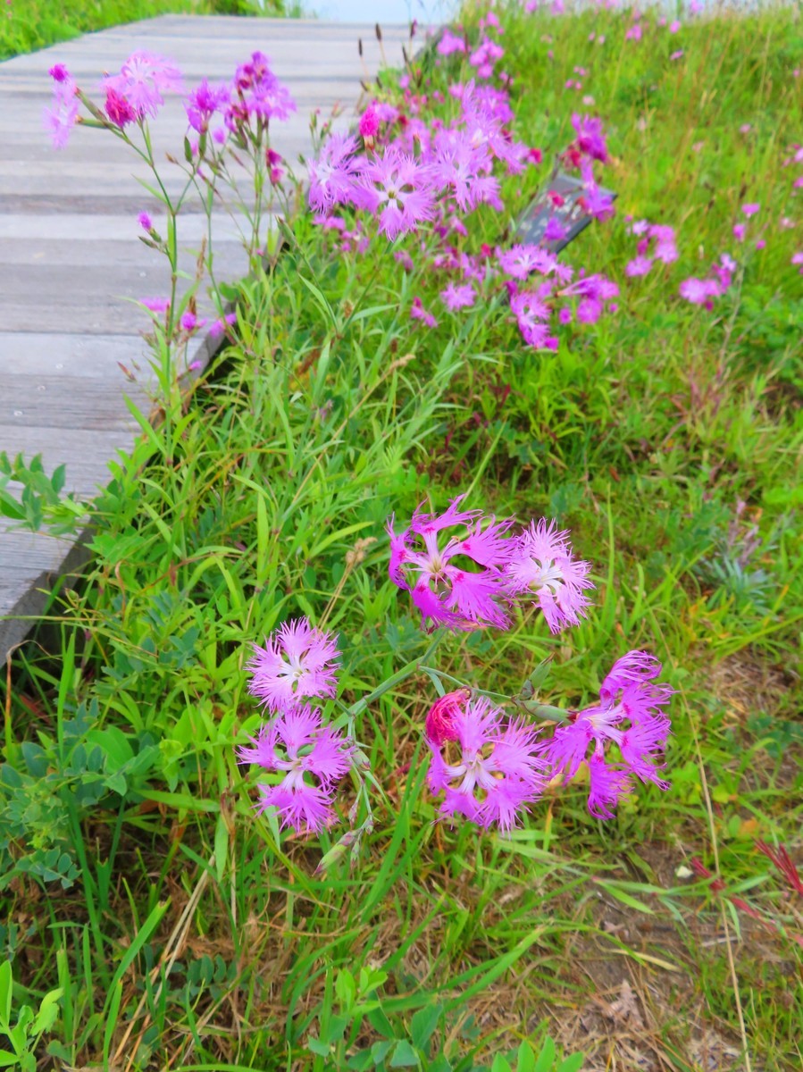 f:id:Jhon_Wells:20200712082953j:plain f:id:Jhon_Wells:20200712082953j:plain