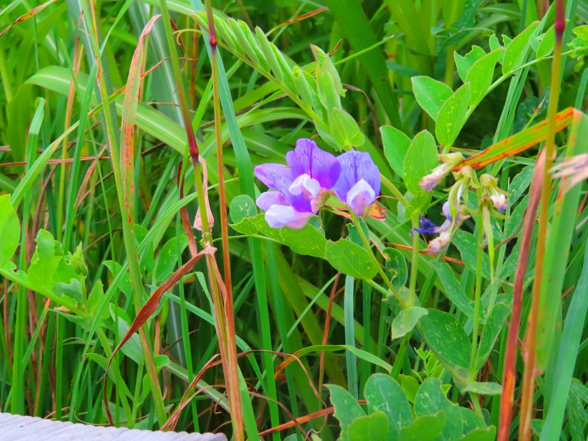 f:id:Jhon_Wells:20200712084125j:plain f:id:Jhon_Wells:20200712084125j:plain