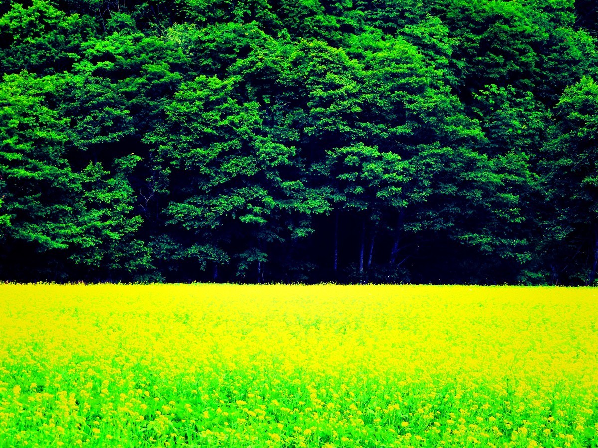 f:id:Jhon_Wells:20200712103225j:plain