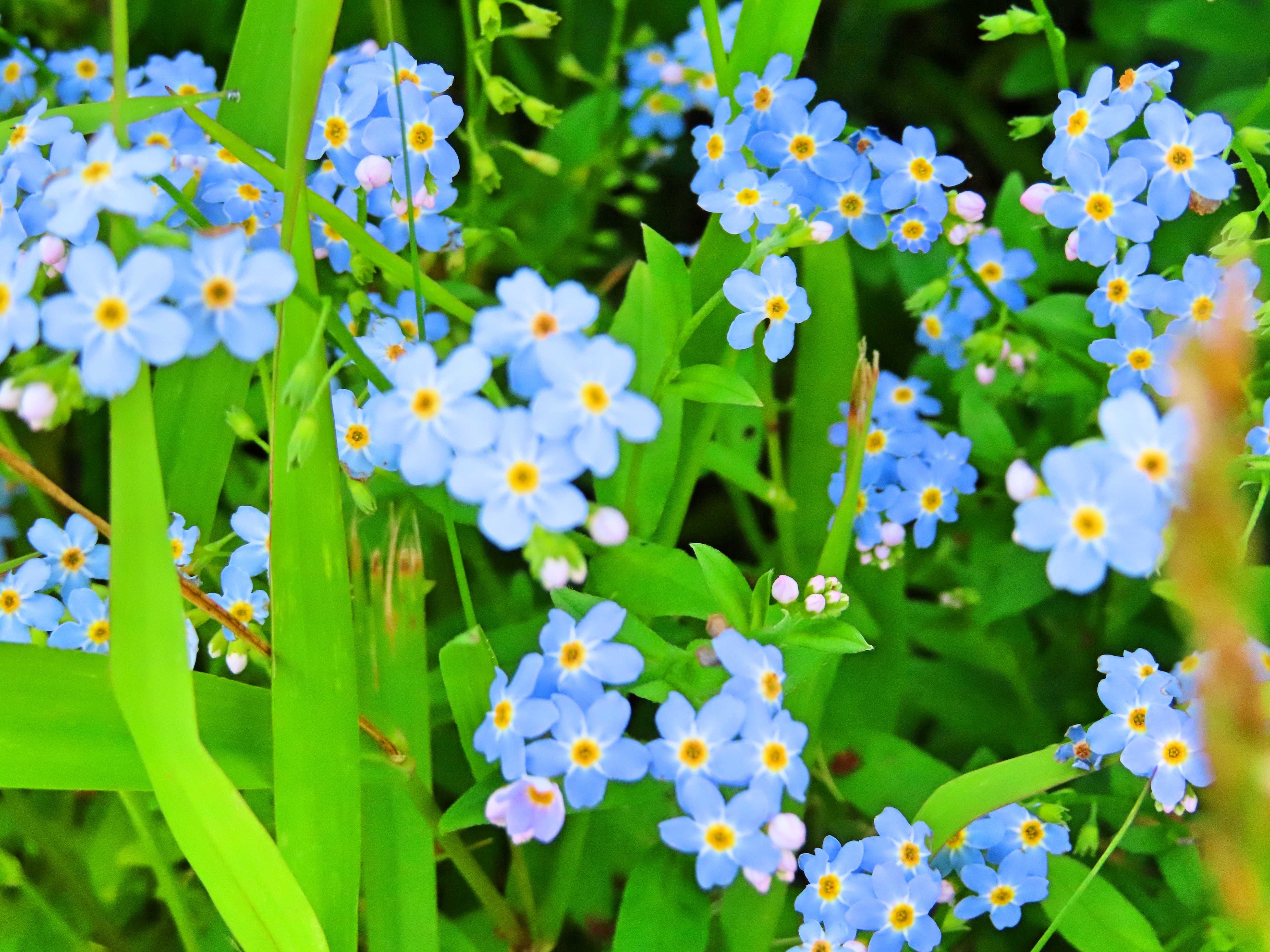 f:id:Jhon_Wells:20200716180109j:plain
