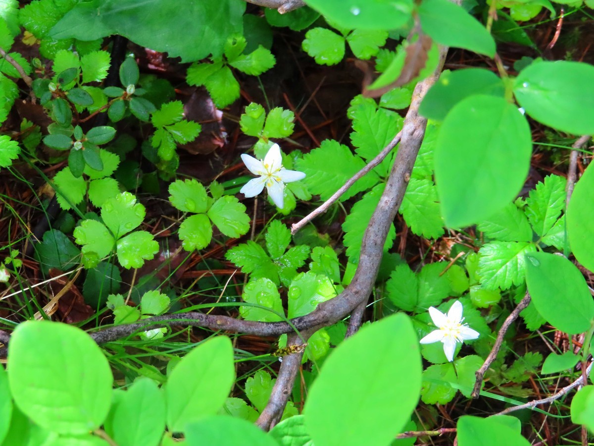 f:id:Jhon_Wells:20200717100110j:plain f:id:Jhon_Wells:20200717100110j:plain