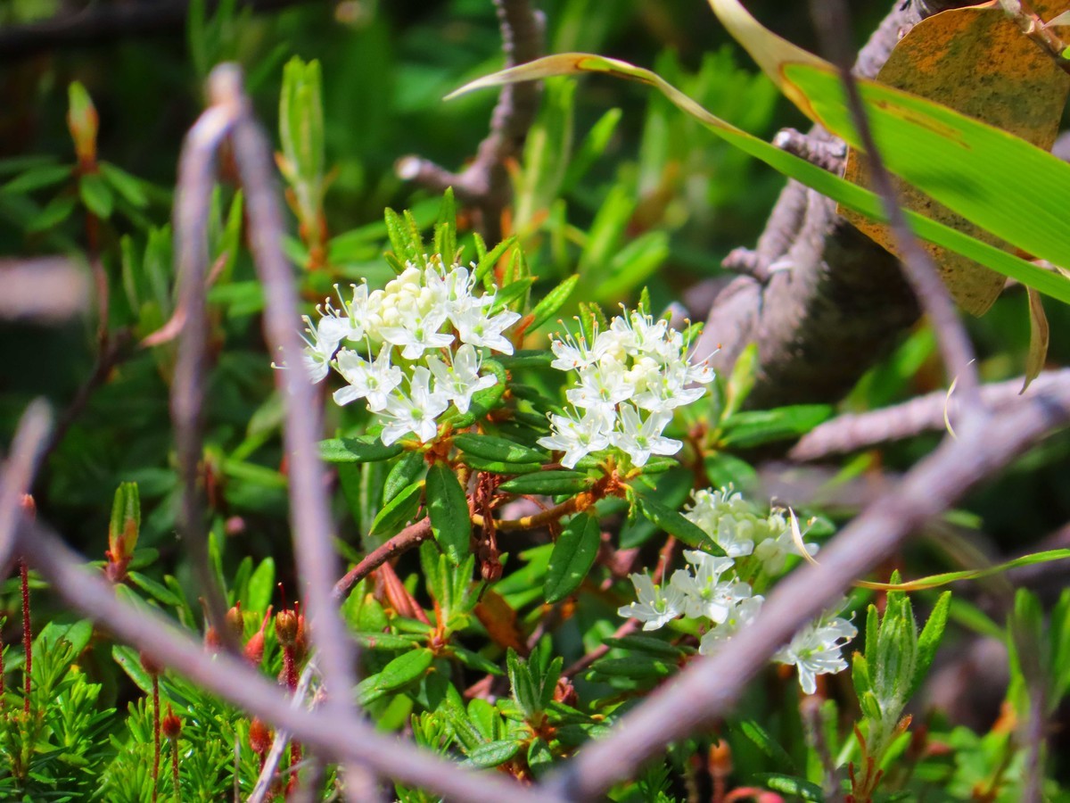 f:id:Jhon_Wells:20200717101329j:plain f:id:Jhon_Wells:20200717101329j:plain