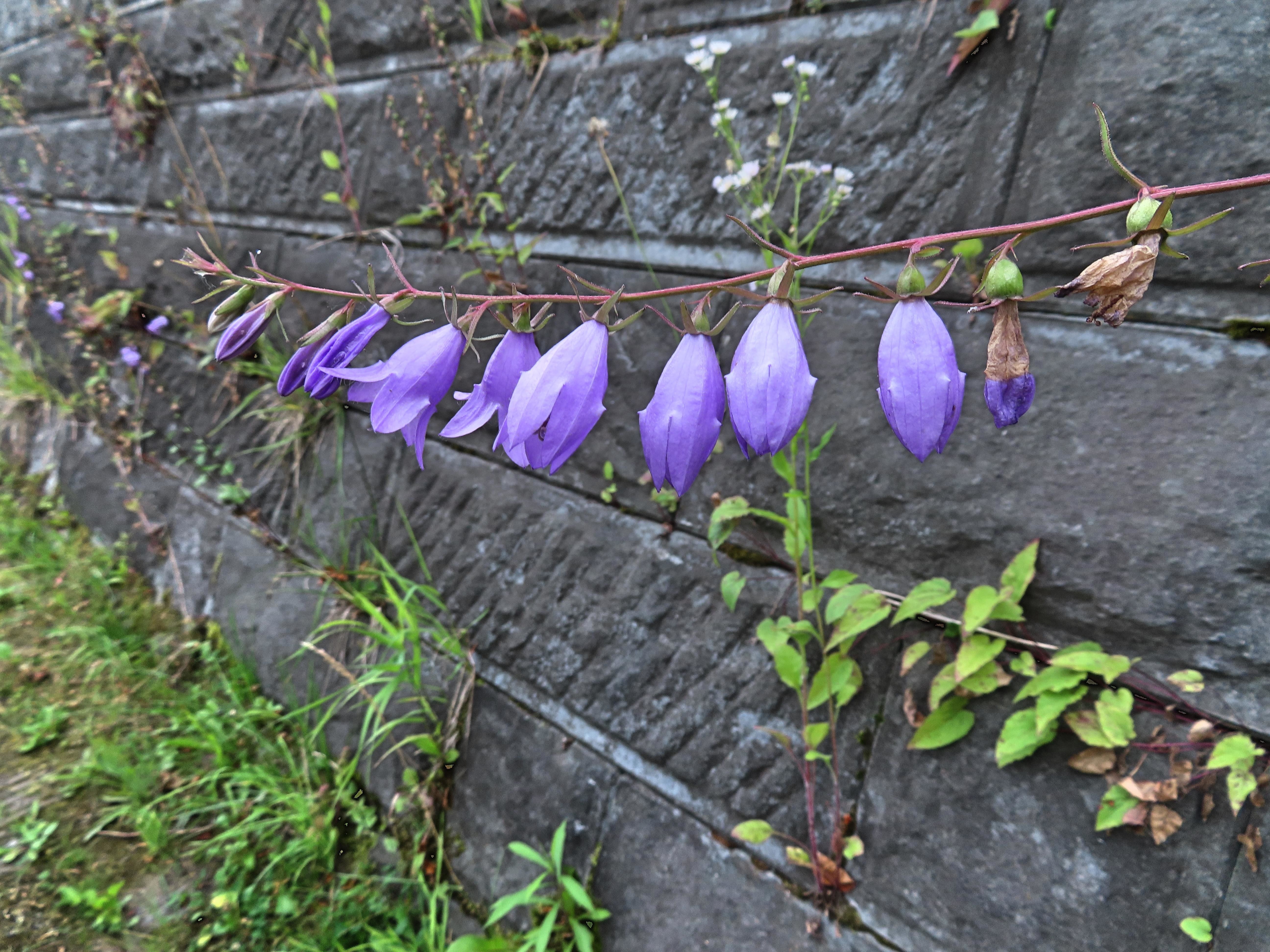 f:id:Jhon_Wells:20200721073107j:plain