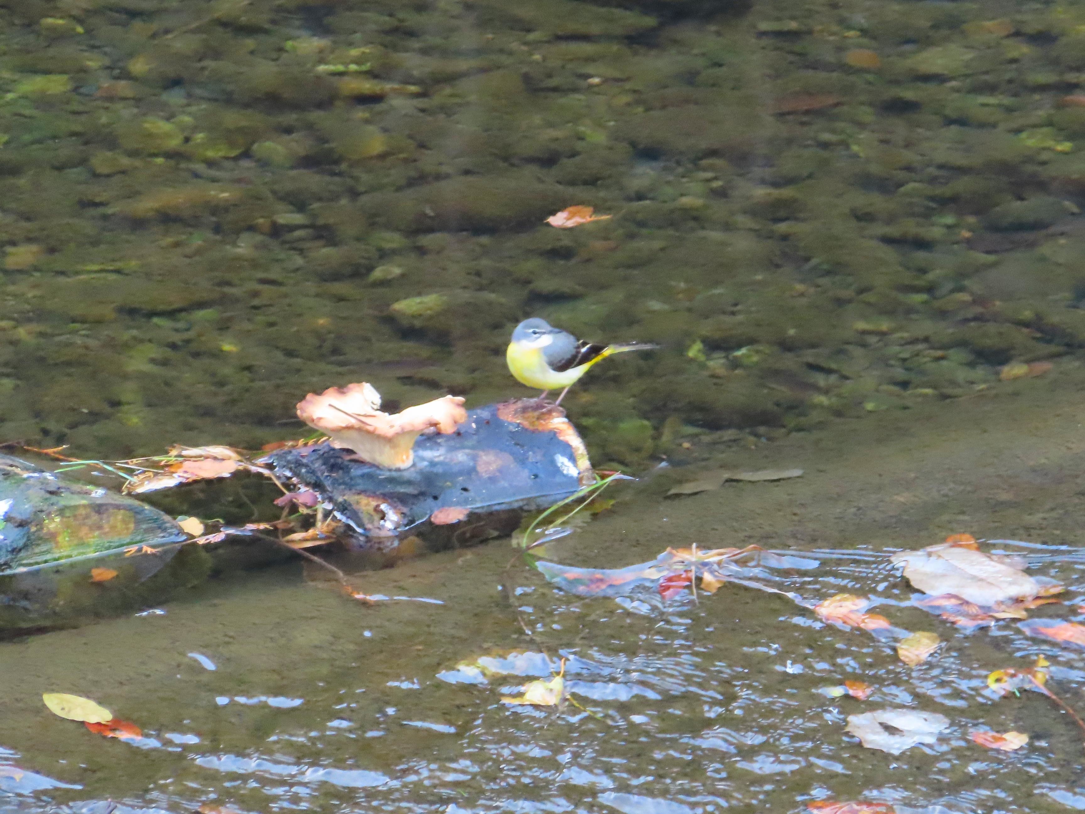 f:id:Jhon_Wells:20201208095708j:plain