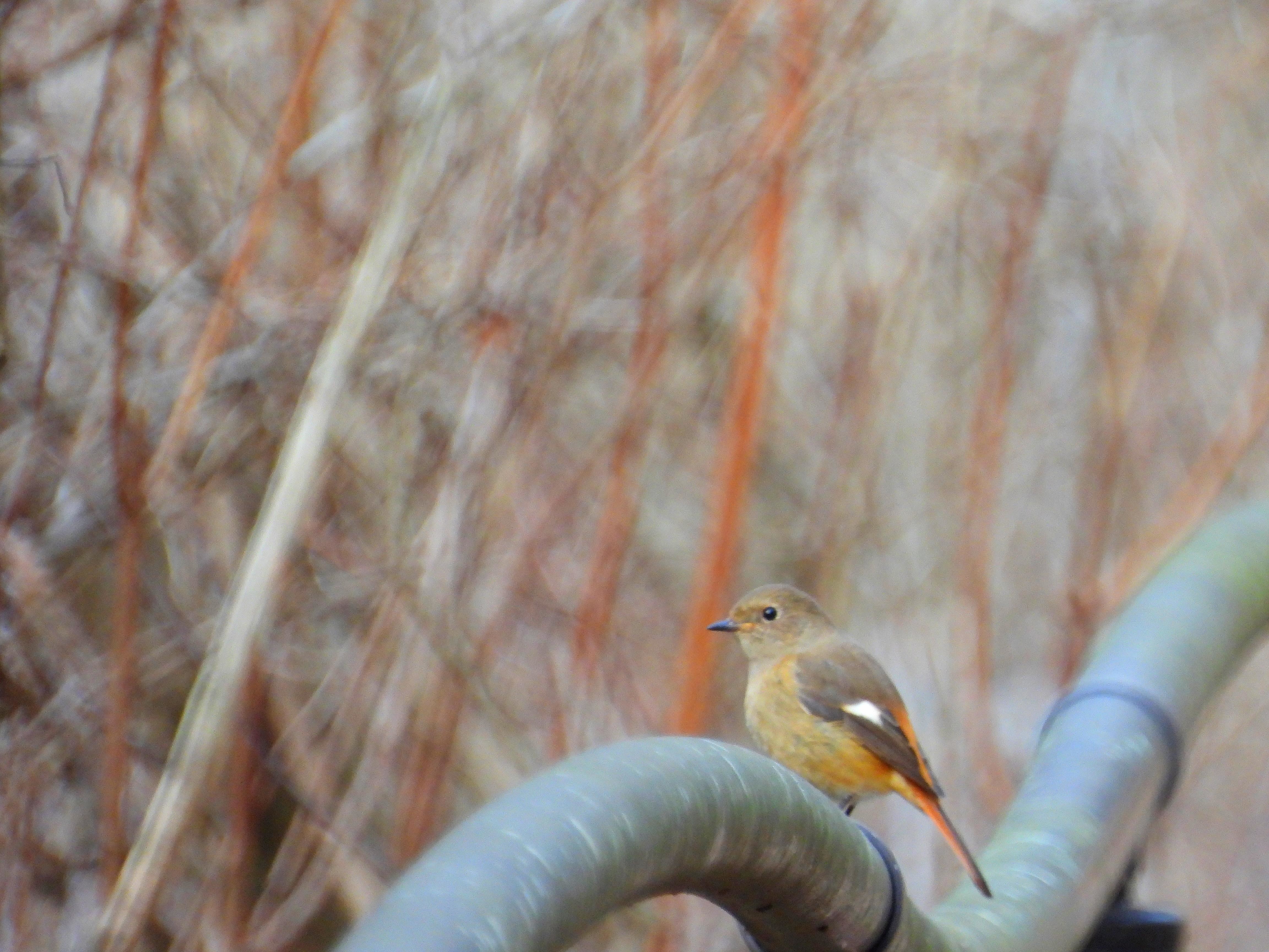 f:id:Jhon_Wells:20210125145901j:plain