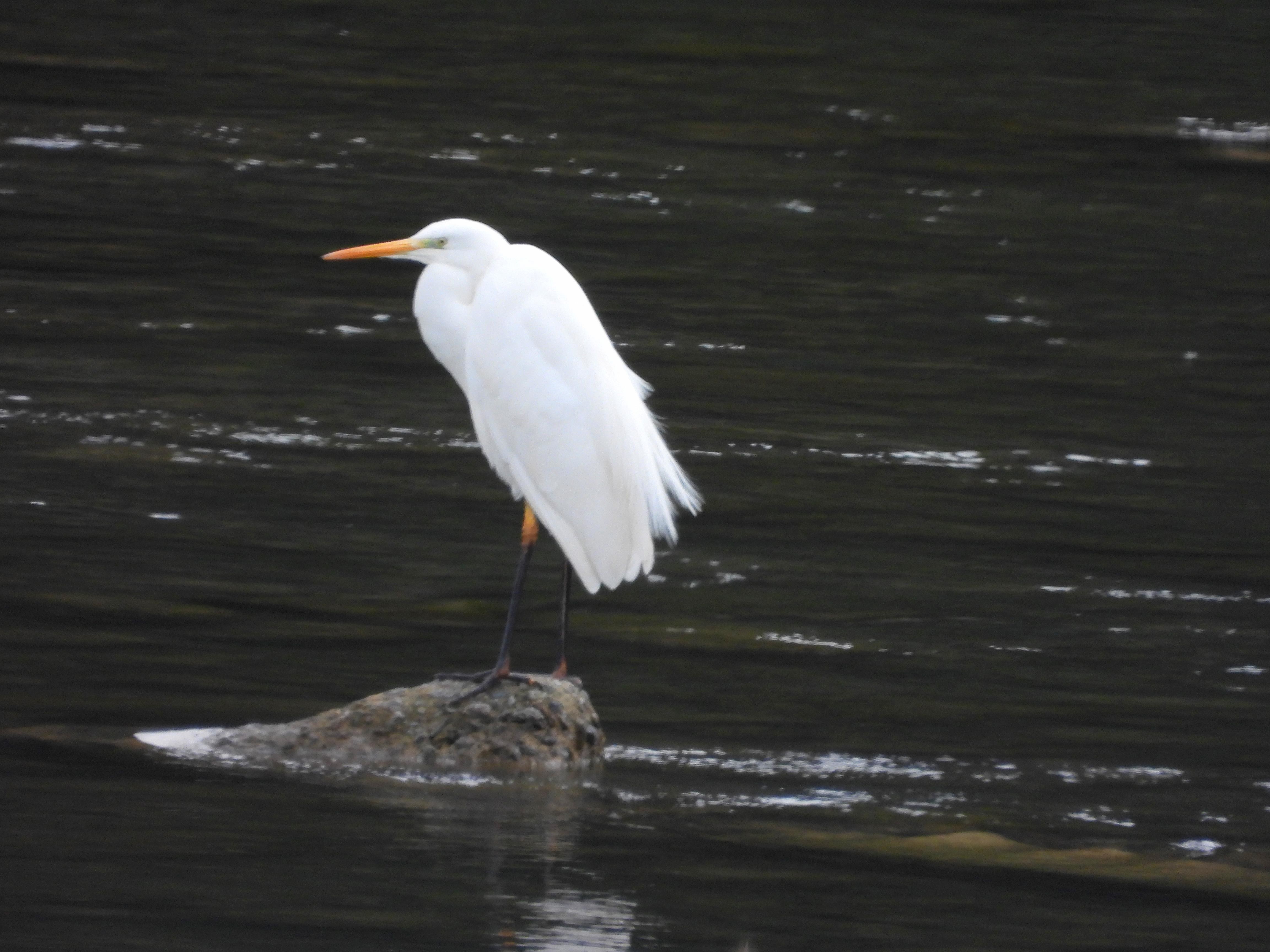 f:id:Jhon_Wells:20210219095514j:plain