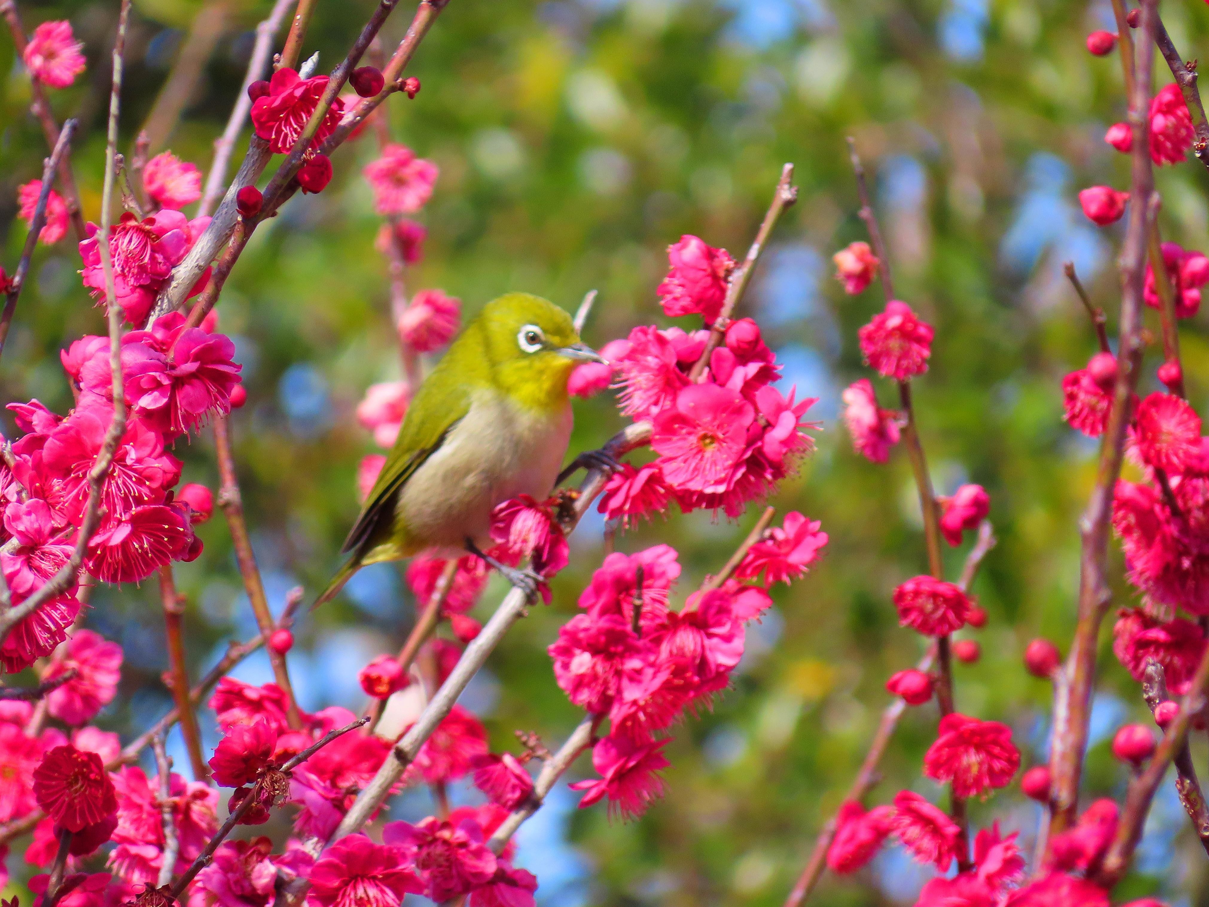 f:id:Jhon_Wells:20210301100608j:plain