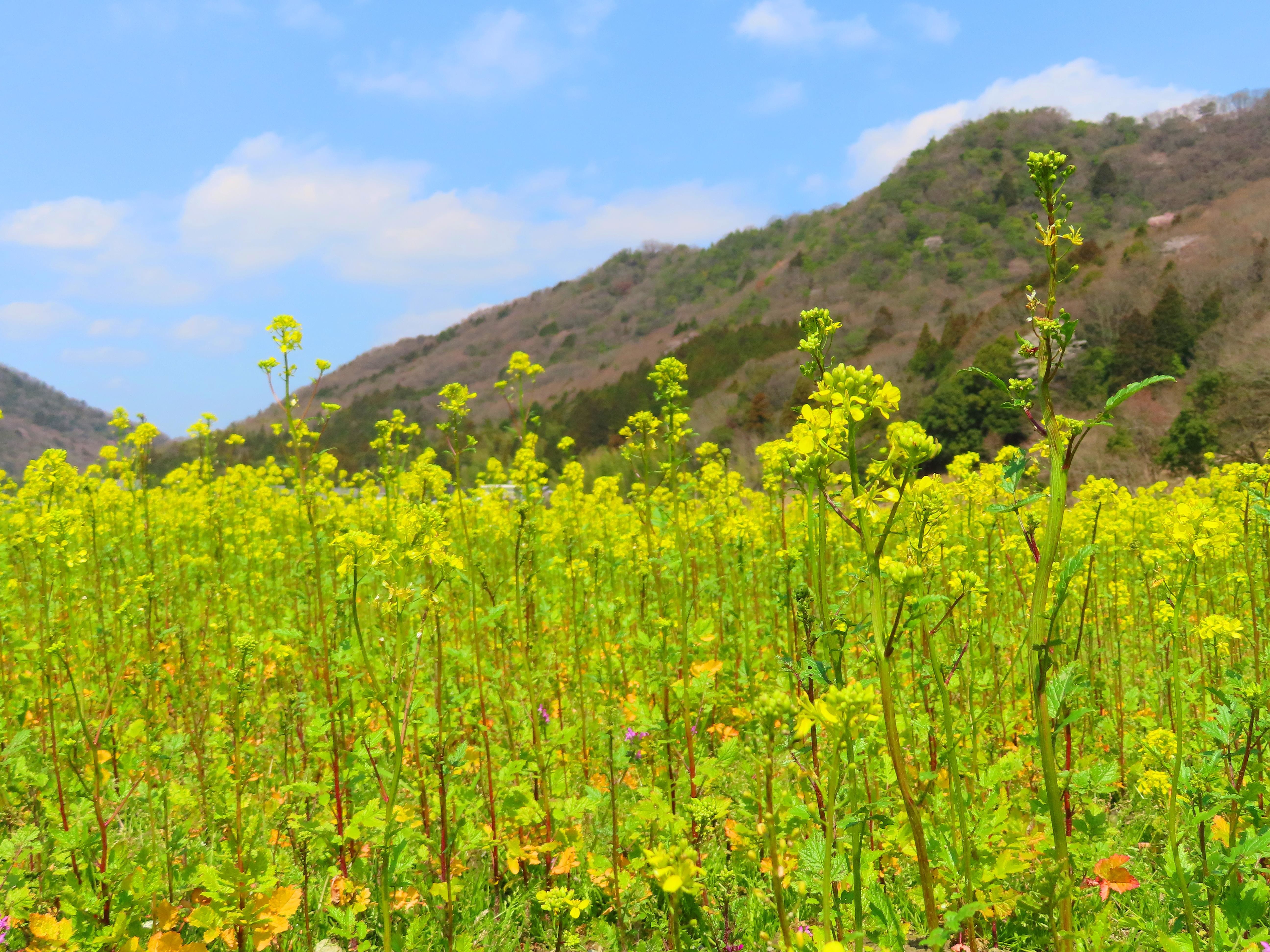 f:id:Jhon_Wells:20210323122637j:plain