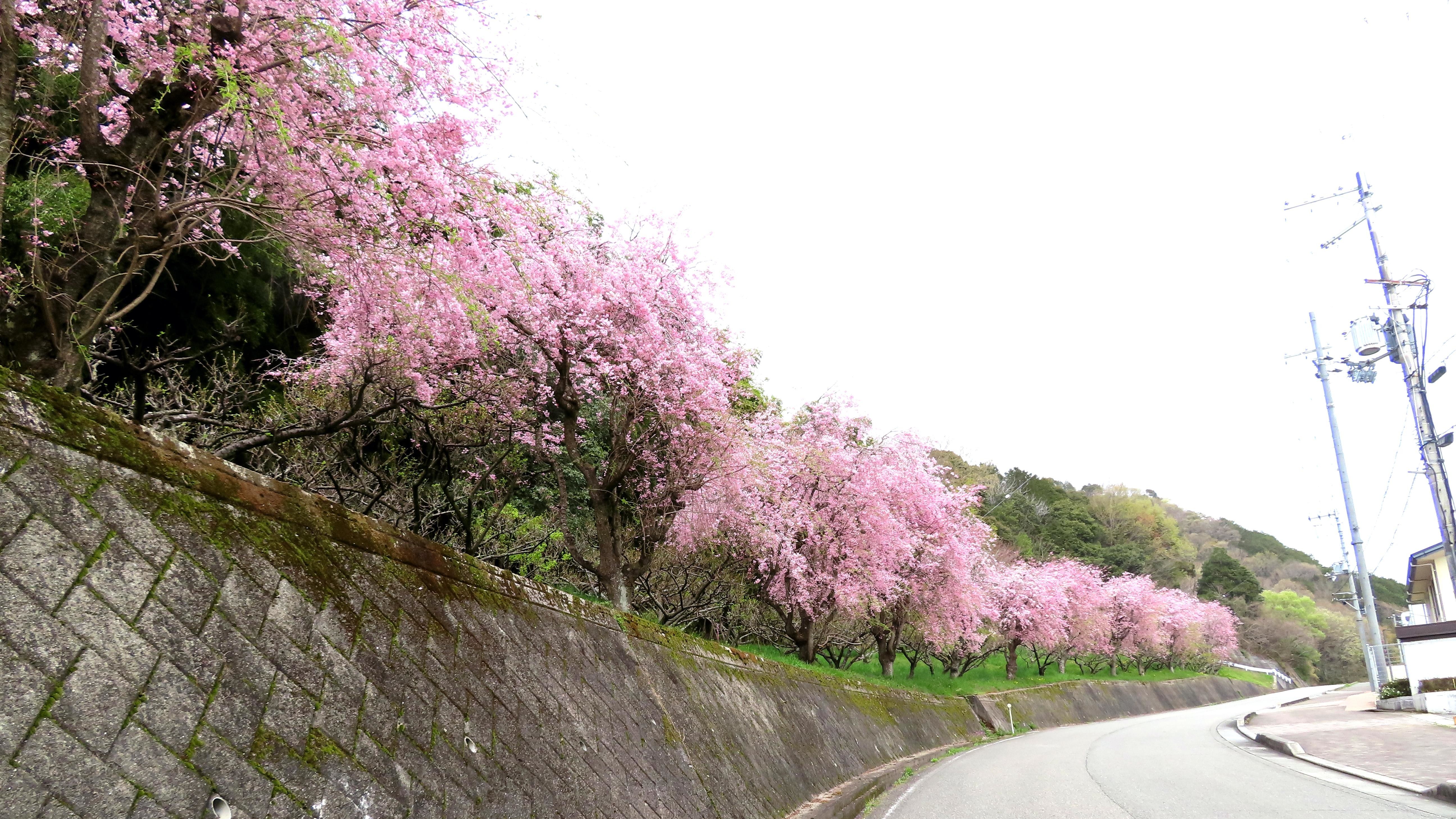 f:id:Jhon_Wells:20210403093124j:plain