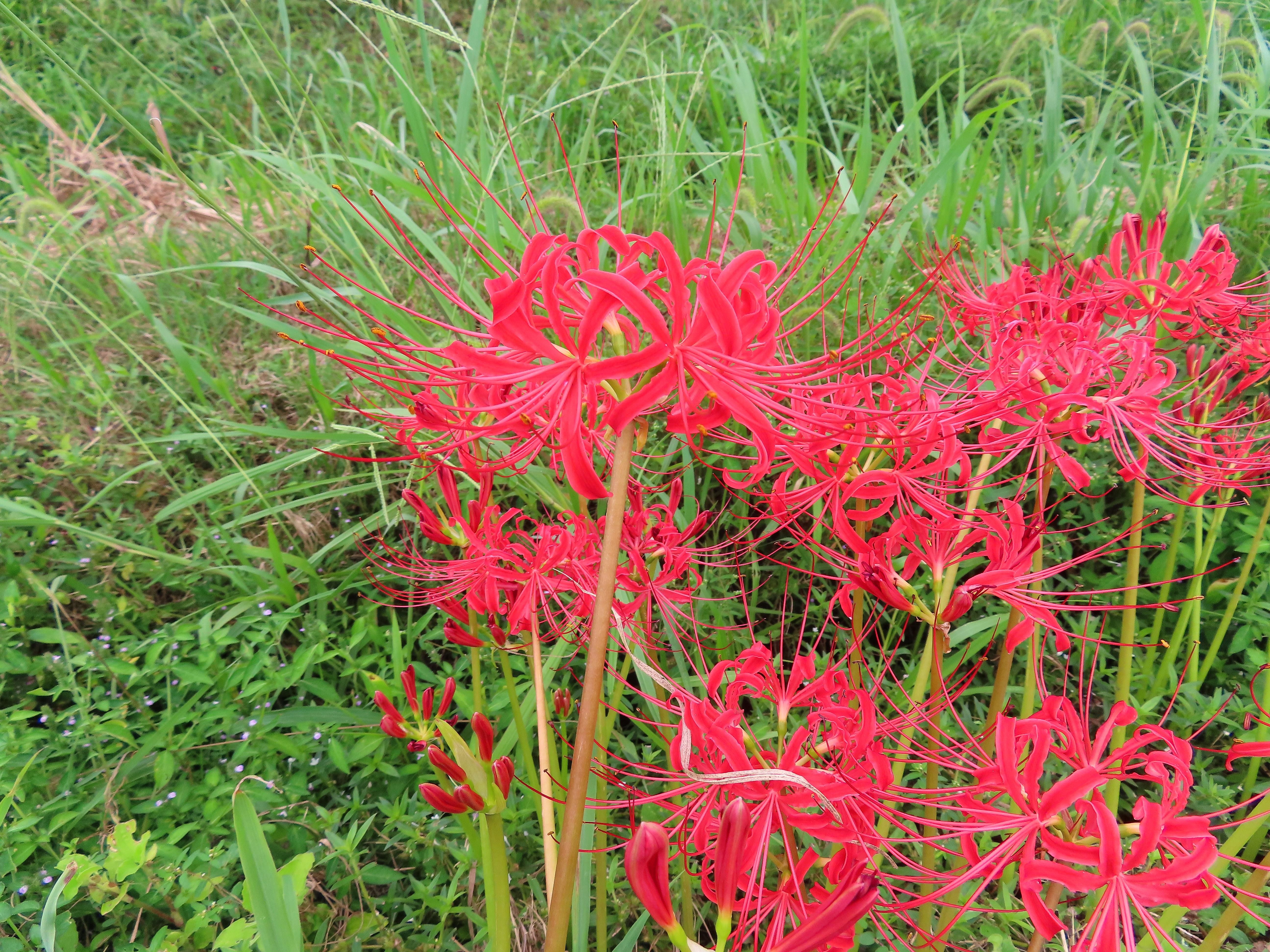 f:id:Jhon_Wells:20210915142512j:plain