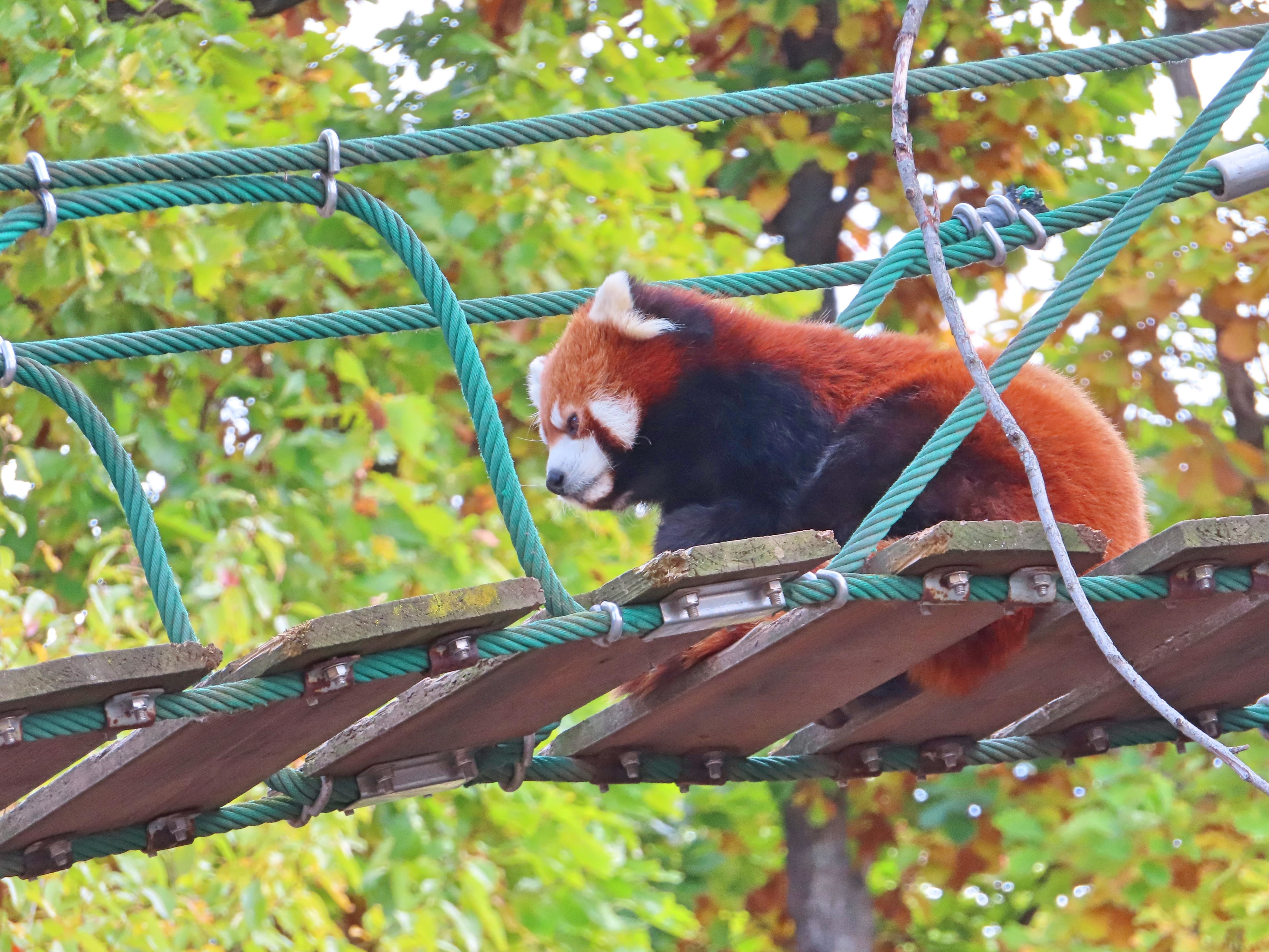 f:id:Jhon_Wells:20211019132000j:plain