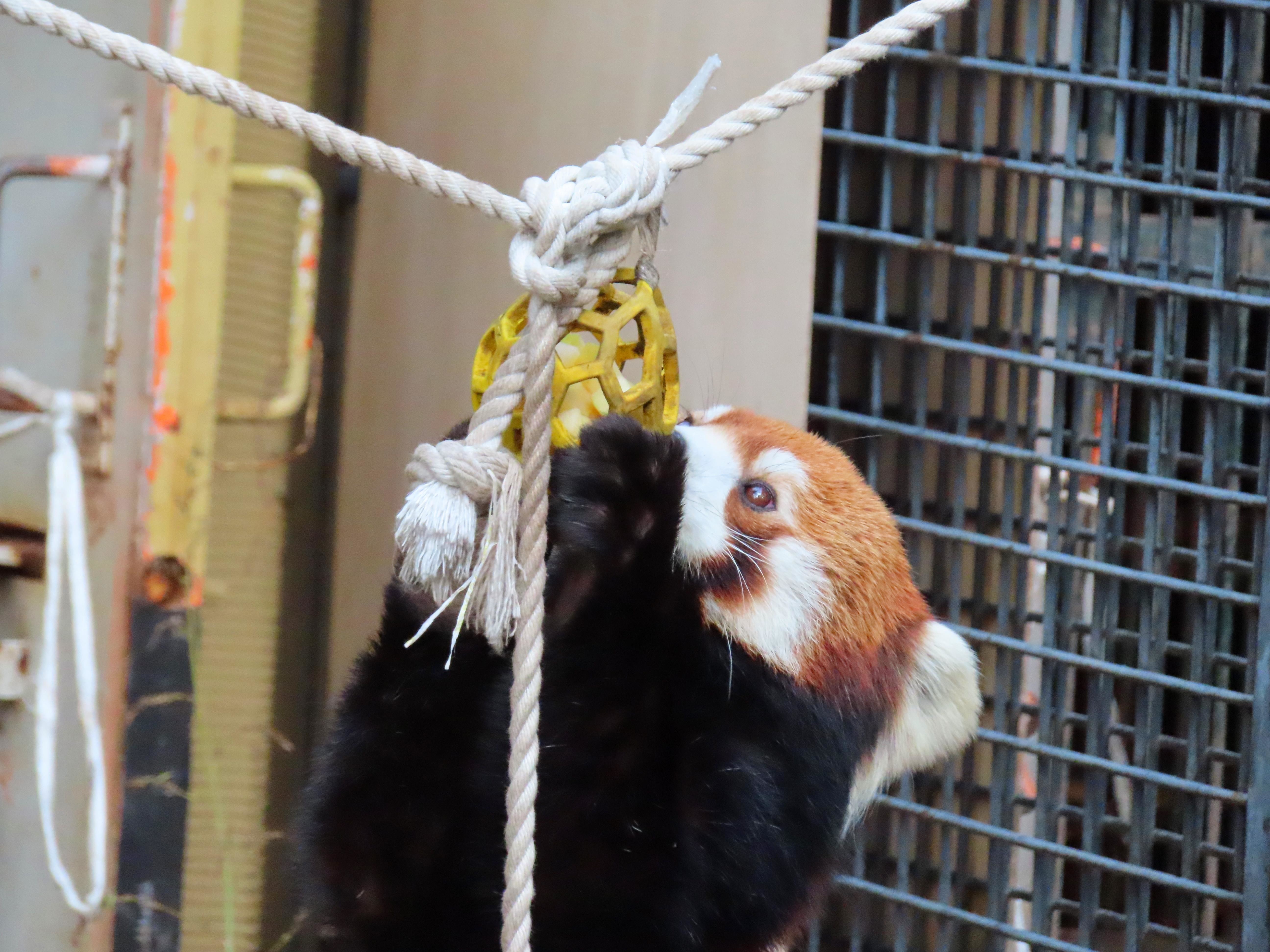 f:id:Jhon_Wells:20211019132343j:plain