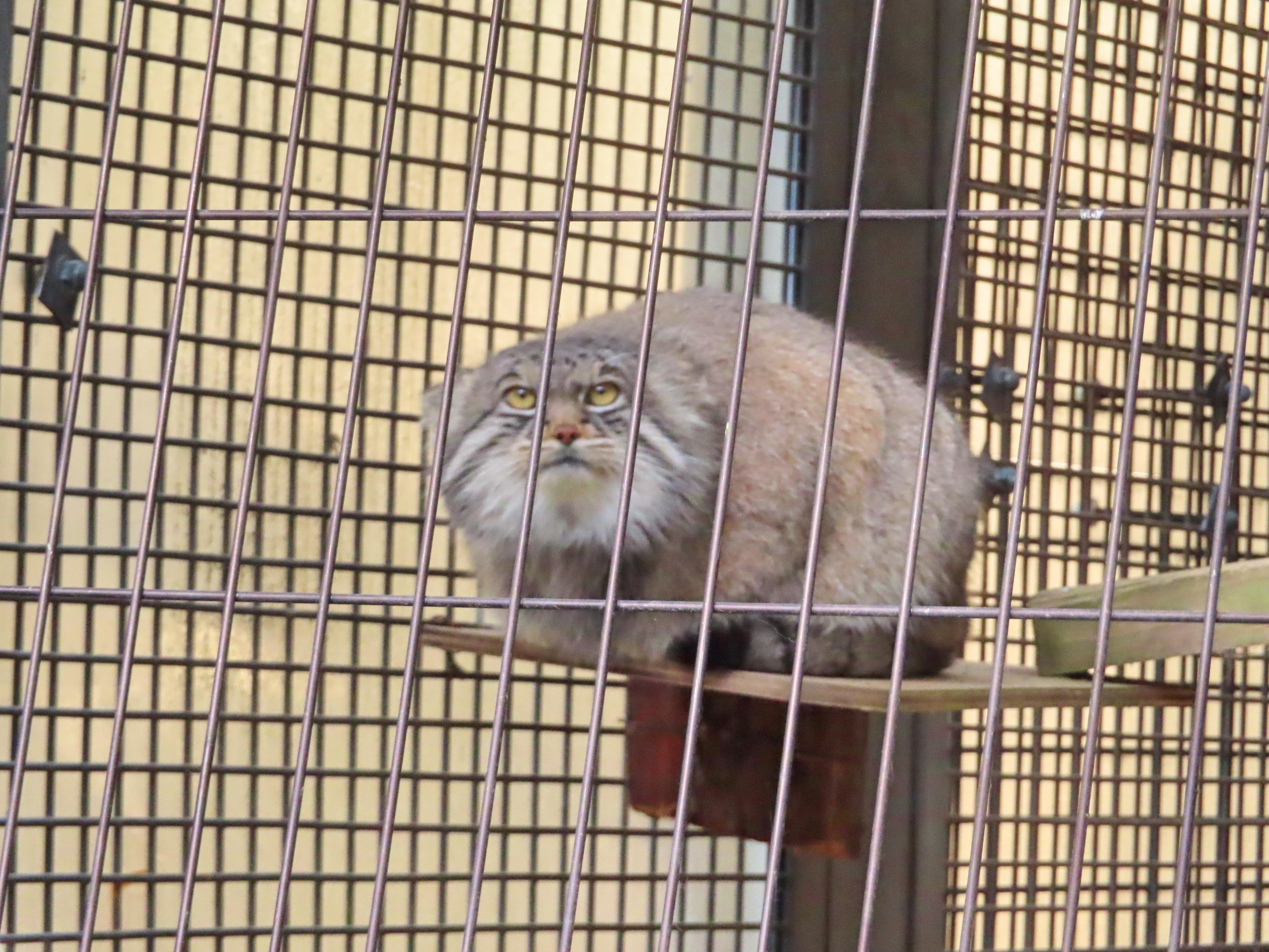 f:id:Jhon_Wells:20211019133045j:plain