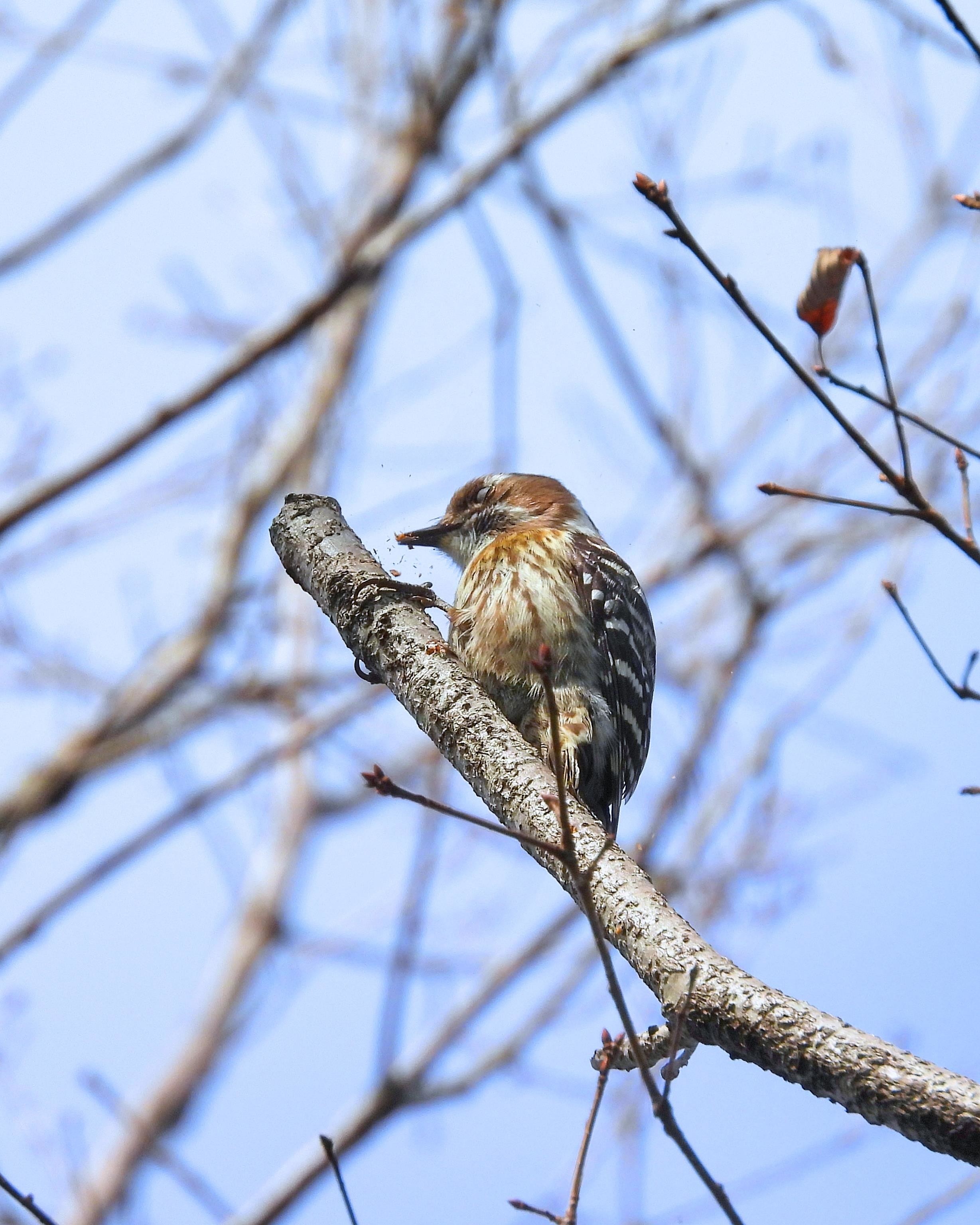 f:id:Jhon_Wells:20220204123211j:plain