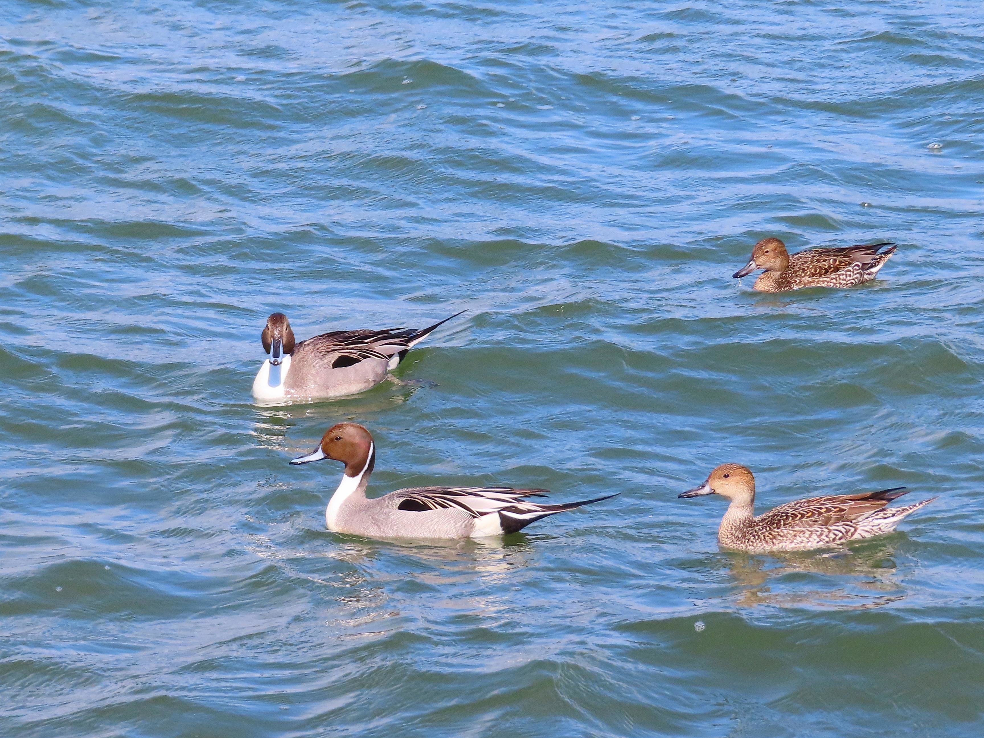 f:id:Jhon_Wells:20220306105139j:plain