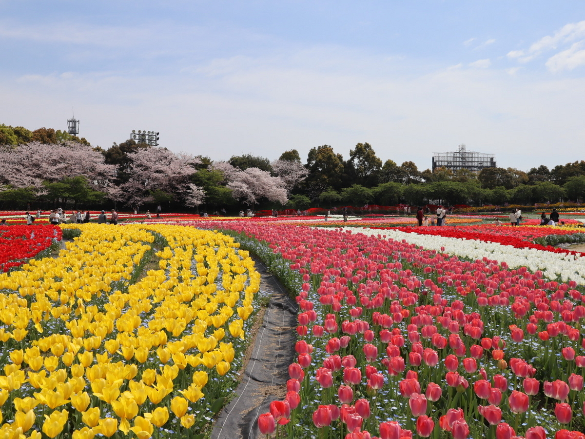 なばなの里 Spring season編 - みんなの笑顔が三重（みえ）てくる