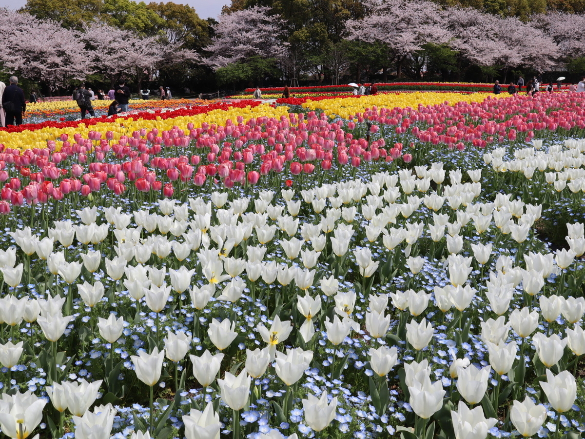 なばなの里 Spring season編 - みんなの笑顔が三重（みえ）てくる