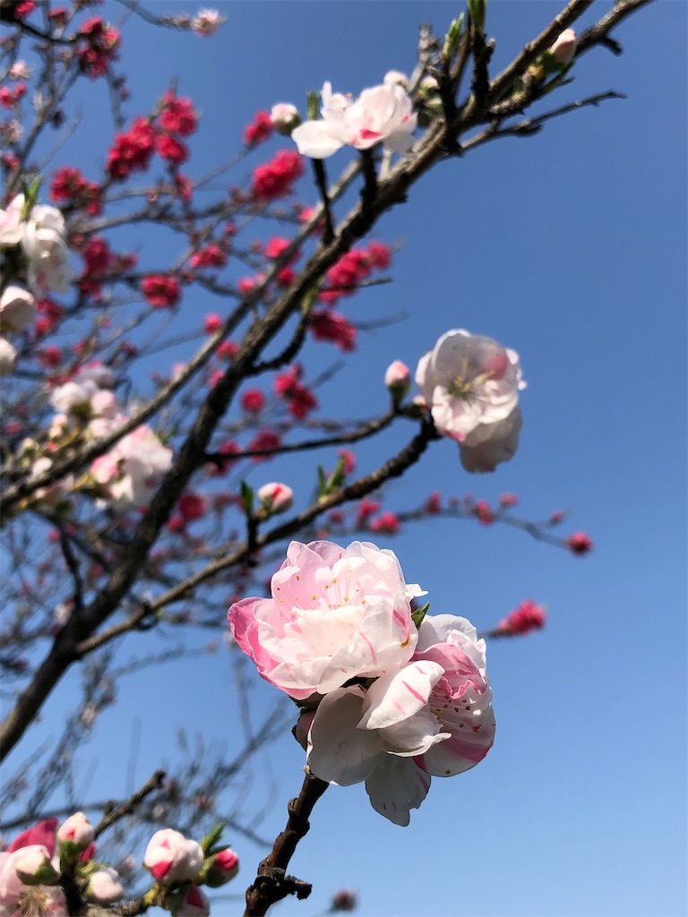 f:id:Jinendou:20240331165927j:image
