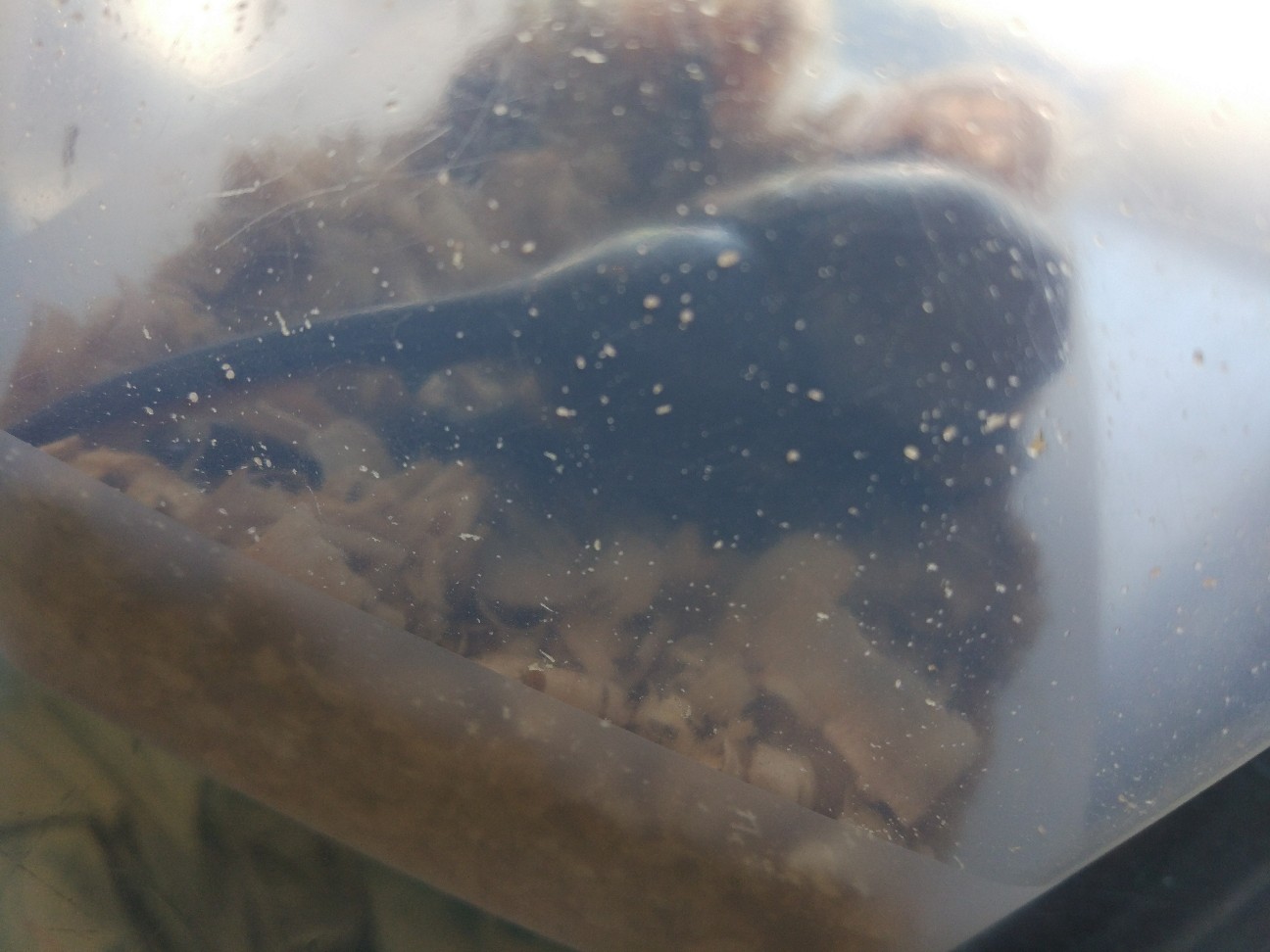 f:id:Jinseiyoyoyo:20190319064708j:plain