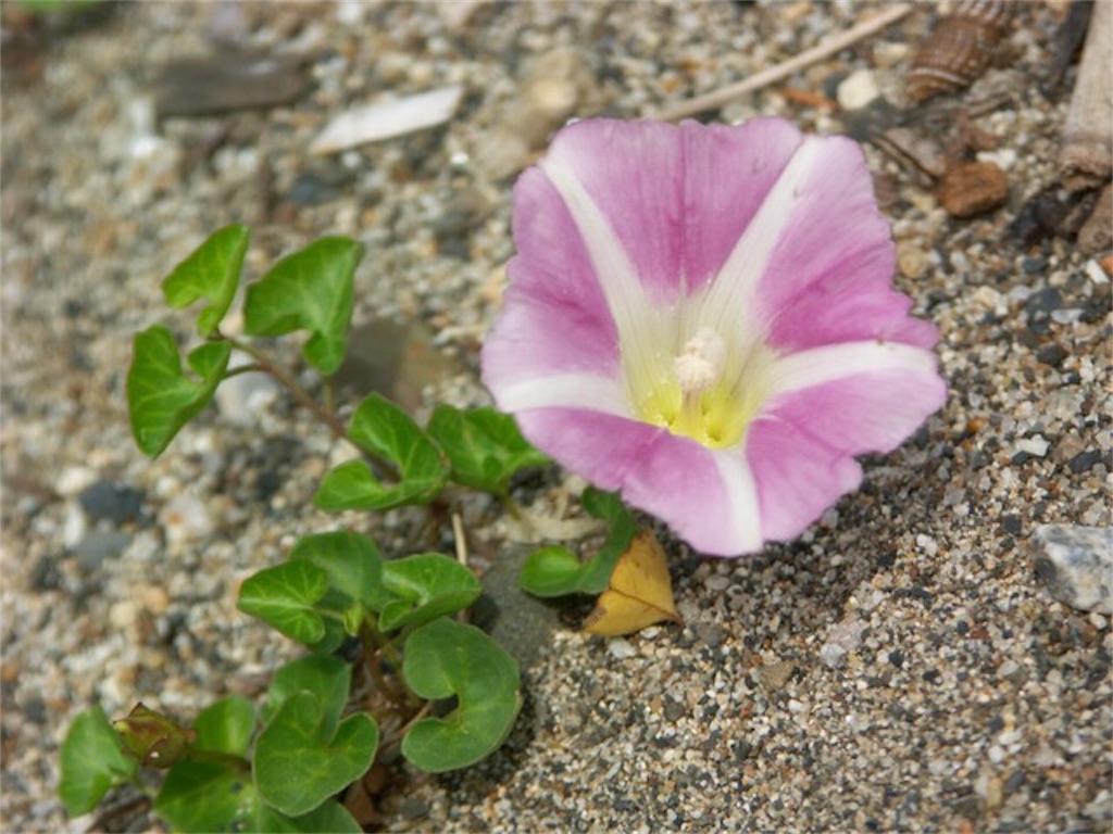 f:id:Jiroviolet:20170607081835j:image