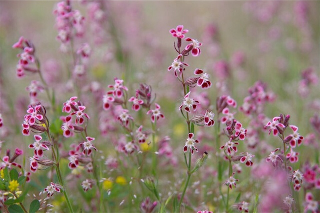 f:id:Jiroviolet:20170607152122j:image