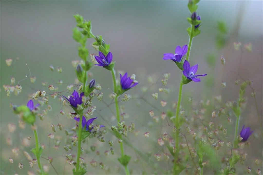 f:id:Jiroviolet:20170607153027j:image