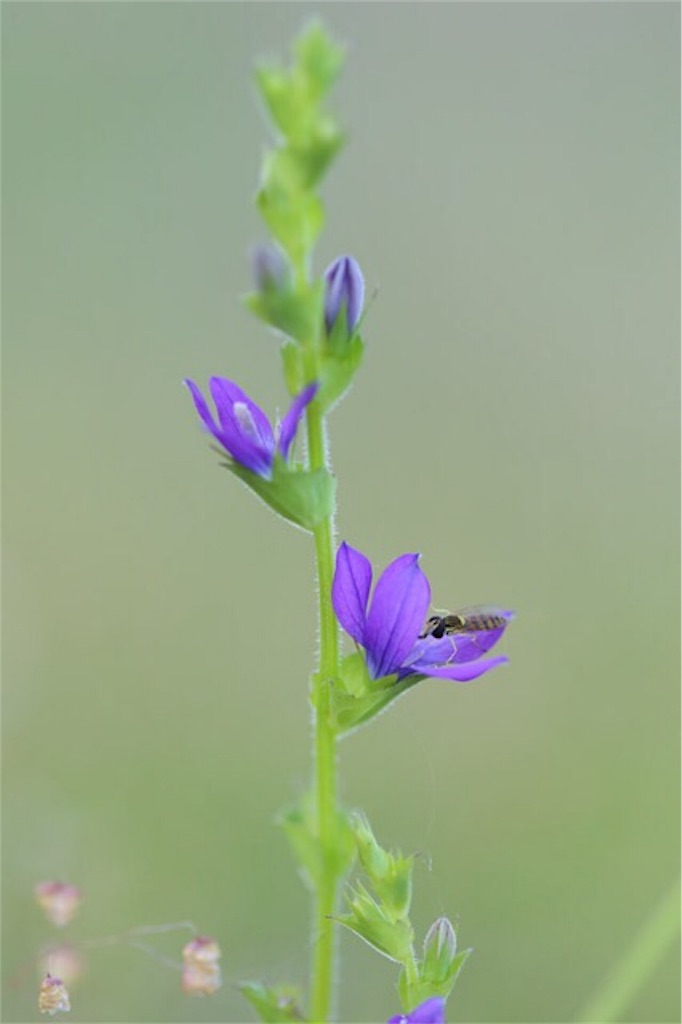 f:id:Jiroviolet:20170607153035j:image