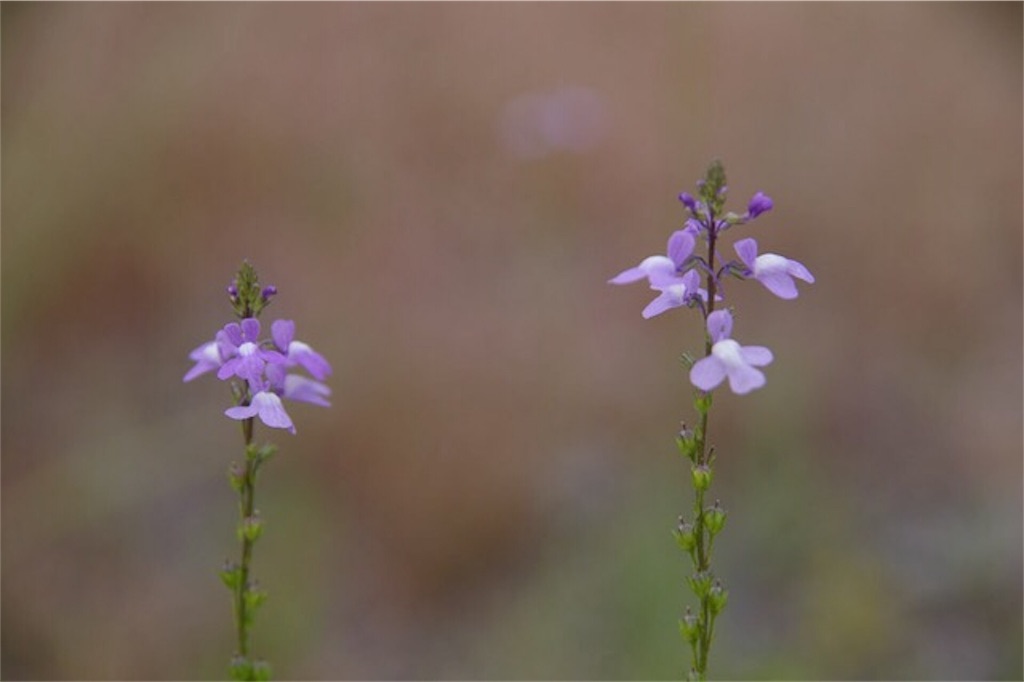 f:id:Jiroviolet:20170607154338j:image