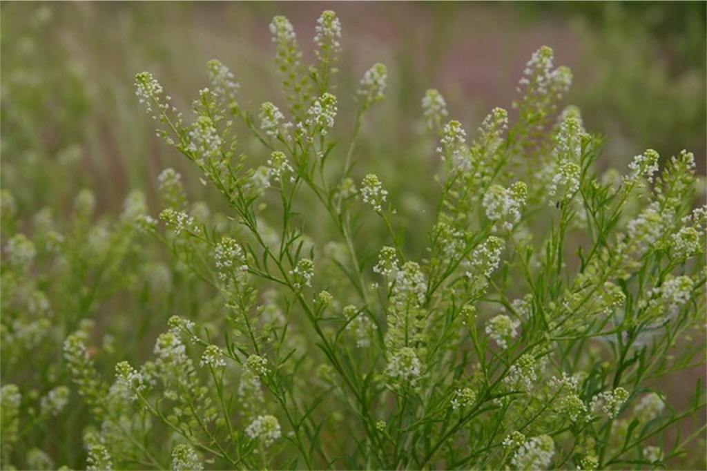 f:id:Jiroviolet:20170607154347j:image