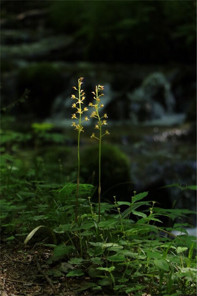f:id:Jiroviolet:20170620070141j:image